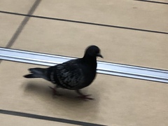 Columba livia domestica