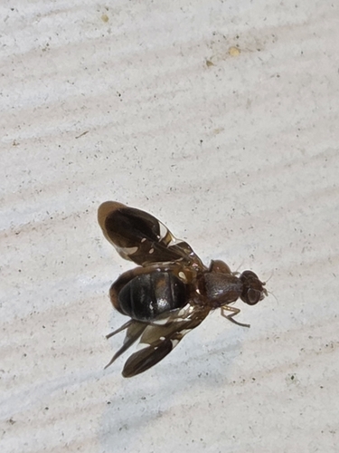 Unknown species found near Alabama, US