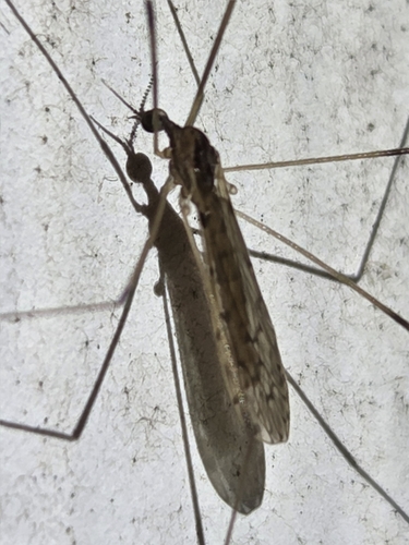 Unknown species found near Alabama, US