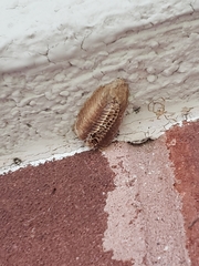 Stagmomantis carolina