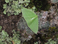 Tanaoctenia haliaria