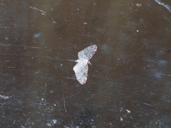 Eupithecia lini