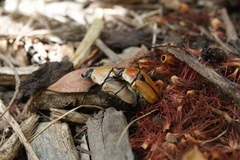 Diaphonia xanthopyga