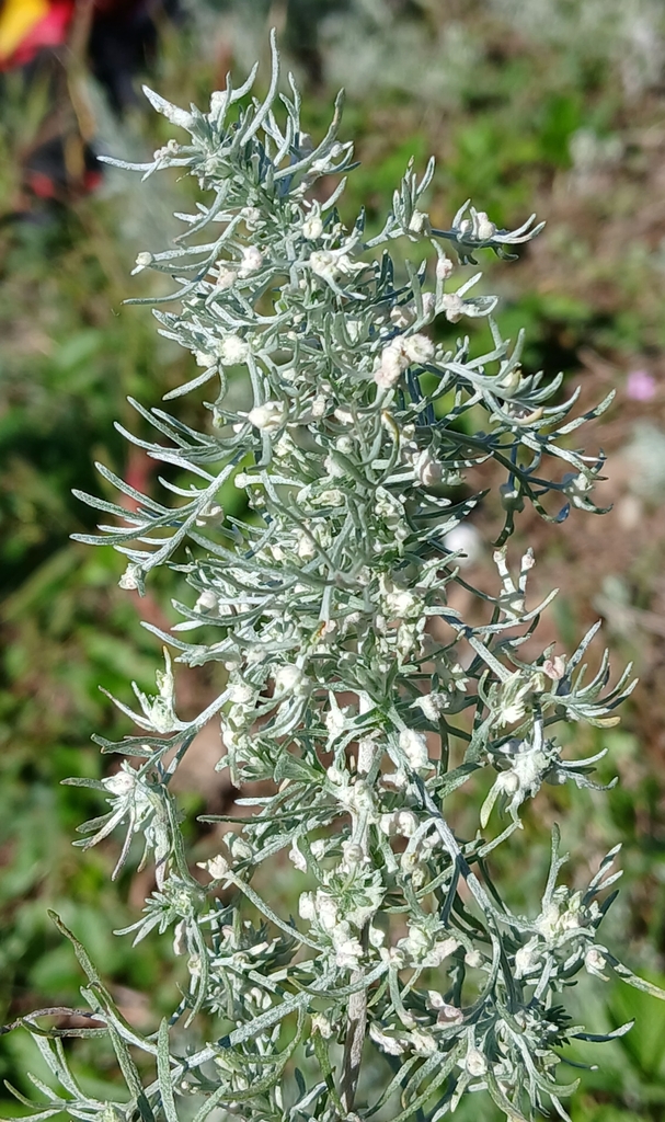 Phyllocoptes tenuirostris
