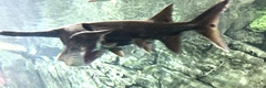 Polyodon spathula
