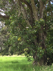 Cheirodendron trigynum