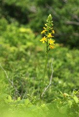 Ligularia splendens