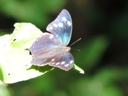 Pale-spotted Leafwing