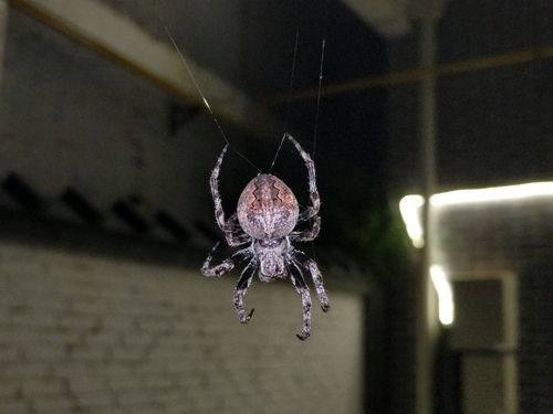 Araneus ventricosus