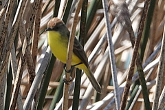 Pseudocolopteryx flaviventris