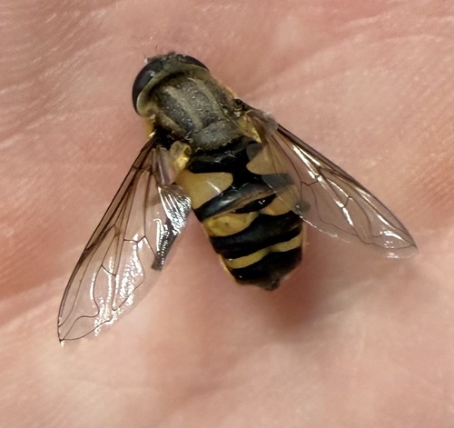 Unknown species found near E Warrenville Rd, Naperville, IL, US