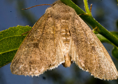 Orthosia hibisci
