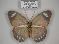 Euphaedra hybrida