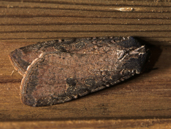 Lacinipolia meditata