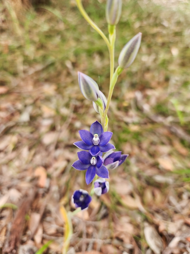 Thelymitra macrophylla
