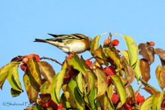 Fringilla montifringilla