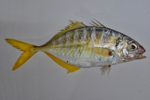 Barred jack (Caranx vinctus) — Carangidae — 2