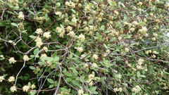 Olearia fragrantissima