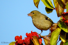 Fringilla coelebs