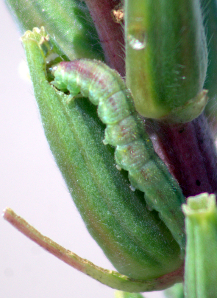 Primrose Moth (Caterpillars of Ontario) · iNaturalist