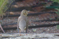 Turdus philomelos