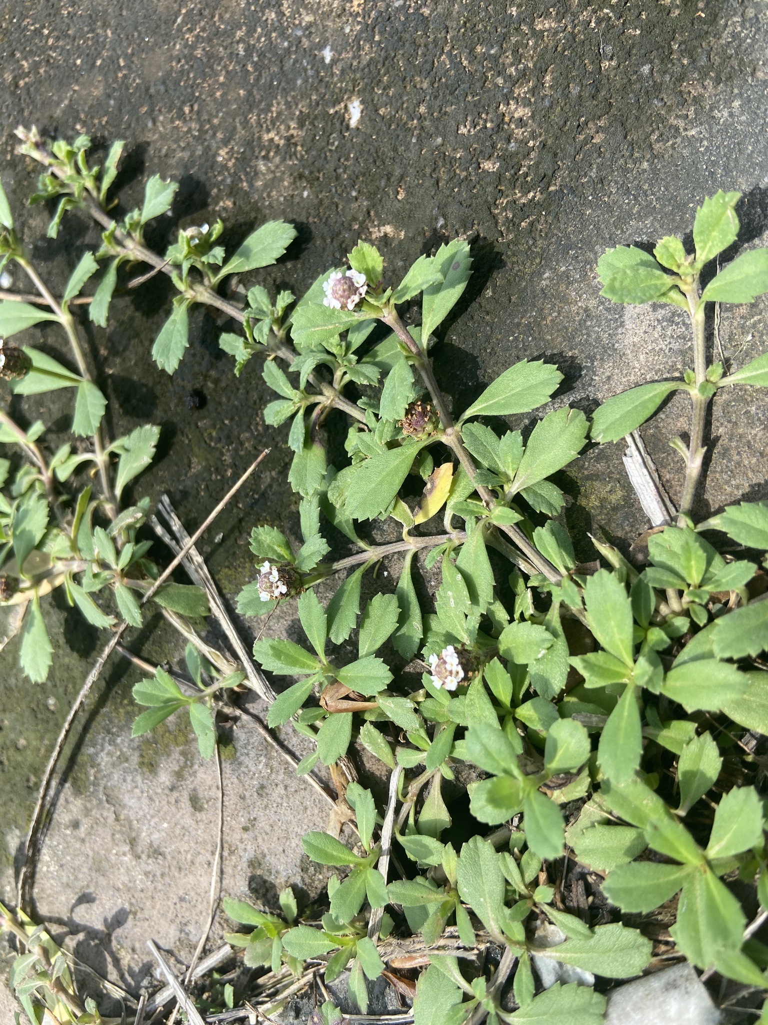 Phyla nodiflora (Phyla nodiflora)