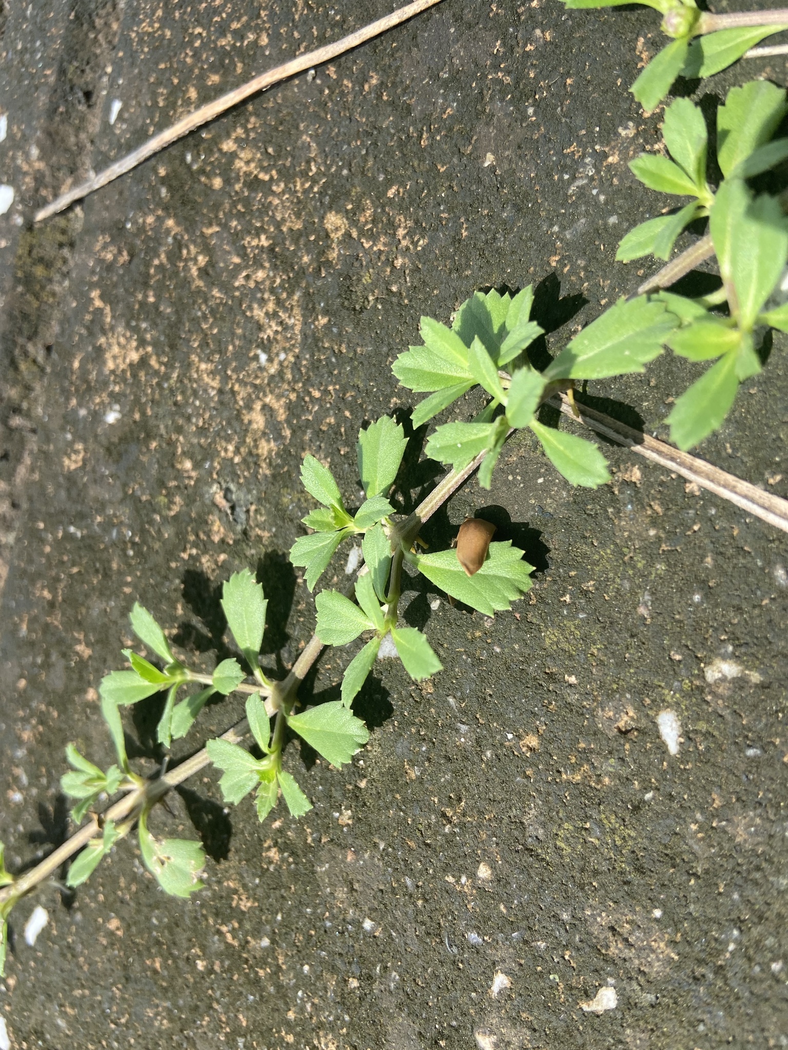 Phyla nodiflora — ảnh 2