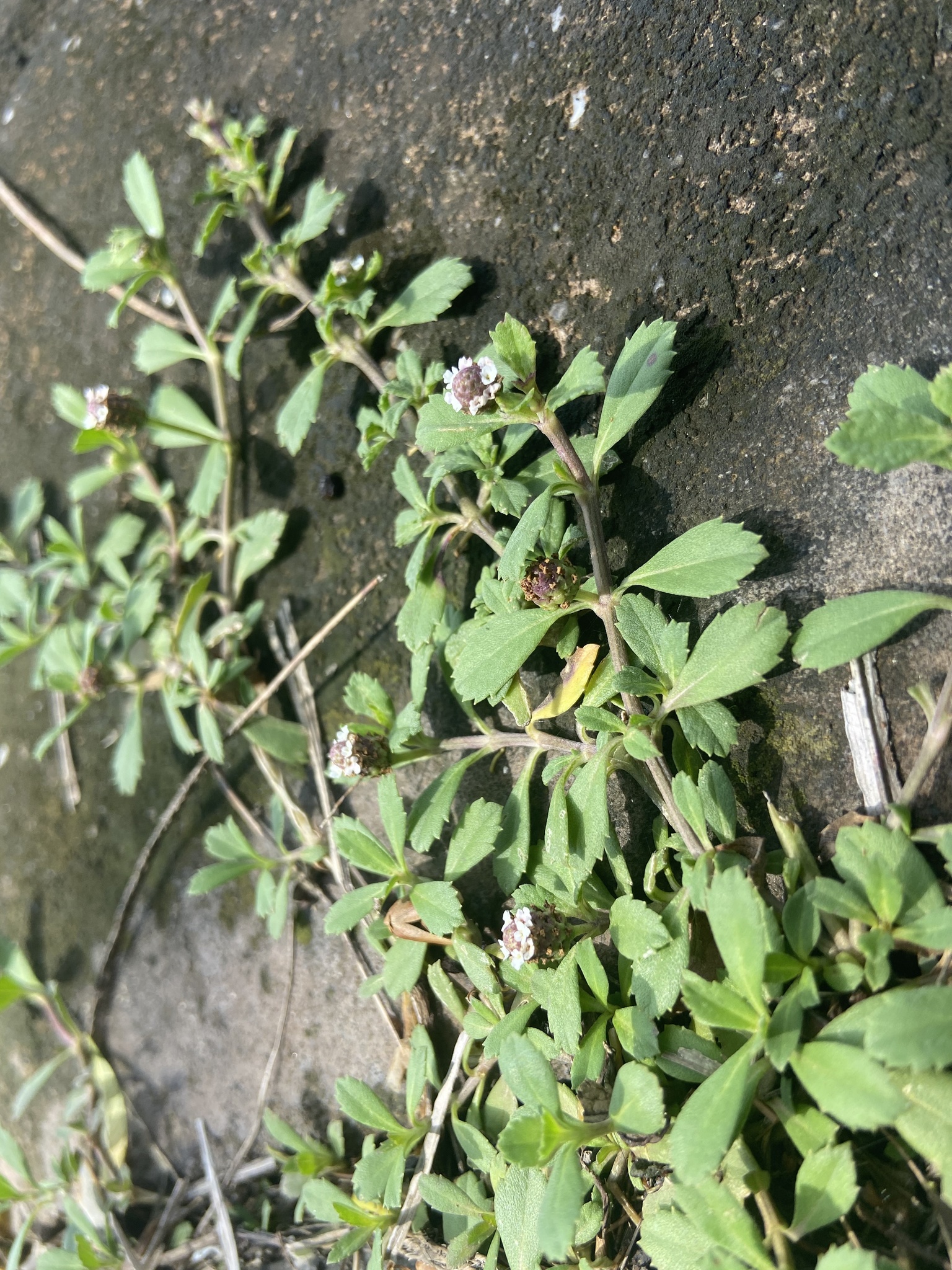 Phyla nodiflora — ảnh 3