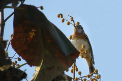 Fringilla montifringilla