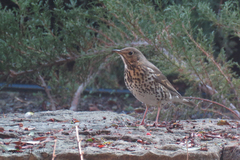 Turdus philomelos