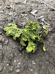 Lobaria pulmonaria