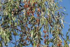 Elaeagnus angustifolia