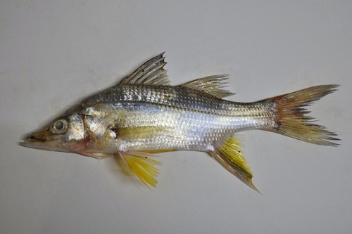 Little snook (Centropomus robalito) — Centropomidae — 3