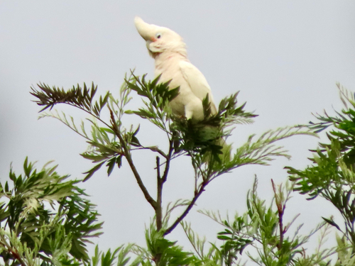 Cacatua goffiniana, 2025-02-23