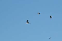 Ardea cinerea