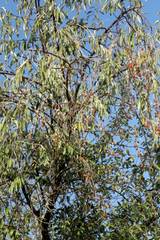 Elaeagnus angustifolia
