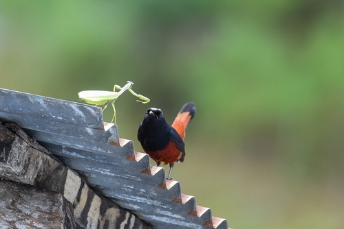 White-capped Redstart (Phoenicurus leucocephalus), photo 9