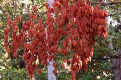 Koelreuteria paniculata