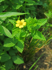 Potentilla cryptotaeniae