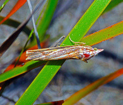 Rhynchopsota delogramma