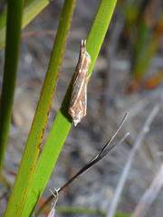 Rhynchopsota delogramma