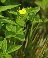 Potentilla cryptotaeniae