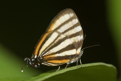 Arawacus separata