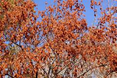 Koelreuteria paniculata