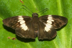 Potamanaxas paralus