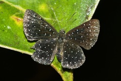 Echydna punctata