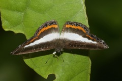 Nymphidium azanoides