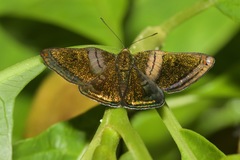 Caria mantinea