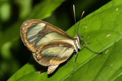 Ithomia salapia