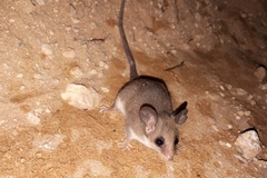 Cercartetus concinnus